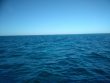 Friday January 18th 2019 Tropical Legend: Pickles Reef reef report photo 1