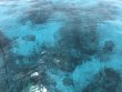 Sunday March 17th 2019 Tropical Legend: Eagle Ray Alley reef report photo 1