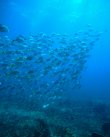 Sunday March 31st 2019 Tropical Legend: Benwood Wreck reef report photo 2