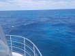 Monday April 22nd 2019 Tropical Legend: City of Washington reef report photo 1