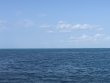 Sunday April 28th 2019 Tropical Legend: Benwood Wreck reef report photo 1