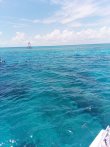 Thursday May 2nd 2019 Tropical Legend: Molasses Deep reef report photo 1