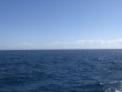 Thursday March 21st 2019 Tropical Odyssey: Spiegel Grove reef report photo 1