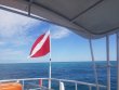Sunday July 21st 2019 Tropical Odyssey: Spiegel Grove reef report photo 1