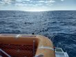 Friday November 29th 2019 Tropical Odyssey: French Reef reef report photo 1
