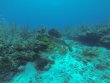 Friday March 15th 2019 Tropical Serenity: Woodys reef report photo 1