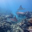 Friday March 15th 2019 Tropical Serenity: Eagle Ray Alley reef report photo 1