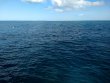 Monday April 1st 2019 Tropical Serenity: Eagle Ray Alley reef report photo 2