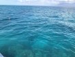 Thursday May 2nd 2019 Tropical Serenity: ChristmasTree Cave reef report photo 1
