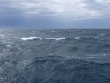 Monday June 17th 2019 Tropical Serenity: French Reef reef report photo 1