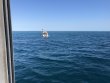 Tuesday March 12th 2019 Tropical Voyager: French Reef reef report photo 1