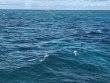 Sunday October 18th 2020 Santana: Eagle Ray Alley reef report photo 1