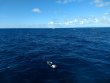 Sunday November 29th 2020 Santana: Eagle Ray Alley reef report photo 1