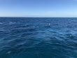 Tuesday December 22nd 2020 Santana: ChristmasTree Cave reef report photo 1