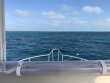 Saturday February 15th 2020 Santana: French Reef reef report photo 1