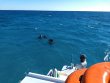 Wednesday December 9th 2020 Tropical Adventure: Sand Island reef report photo 1