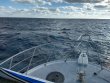 Wednesday December 23rd 2020 Tropical Adventure: French Reef reef report photo 1