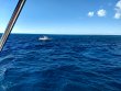 Monday December 28th 2020 Tropical Adventure: Molasses Reef reef report photo 1