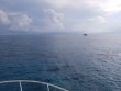 Monday September 21st 2020 Tropical Destiny: Molasses Reef reef report photo 1