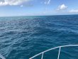 Monday November 23rd 2020 Tropical Destiny: Christ Statue reef report photo 1