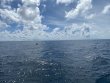 Thursday October 15th 2020 Tropical Explorer: Spiegel Grove reef report photo 1