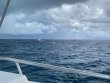 Wednesday September 9th 2020 Tropical Legend: Spanish Anchor reef report photo 1