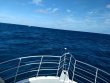 Thursday December 3rd 2020 Tropical Odyssey: Permit Ledges reef report photo 1