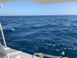 Thursday January 30th 2020 Tropical Odyssey: Spiegel Grove reef report photo 1