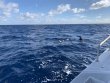 Friday January 17th 2020 Tropical Serenity: Spiegel Grove reef report photo 1