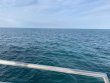 Friday January 31st 2020 Tropical Serenity: French Reef reef report photo 1