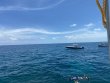 Tuesday July 7th 2020 Tropical Serenity: Molasses Reef reef report photo 1