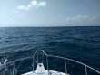 Tuesday July 28th 2020 Tropical Serenity: Snapper Ledge reef report photo 1