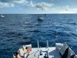 Saturday September 26th 2020 Tropical Voyager: Molasses Reef reef report photo 1