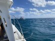 Tuesday November 24th 2020 Tropical Voyager: Snapper Ledge reef report photo 1