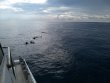 Sunday June 21st 2020 Tropical Voyager: Benwood Wreck reef report photo 1