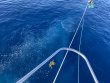 Wednesday July 1st 2020 Tropical Voyager: Spiegel Grove reef report photo 1