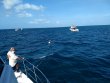 Monday July 13th 2020 Tropical Voyager: French Reef reef report photo 1