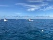 Saturday August 29th 2020 Tropical Voyager: Molasses Reef reef report photo 1