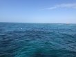 Sunday February 7th 2021 Santana: Eagle Ray Alley reef report photo 1