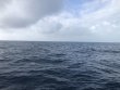 Friday February 19th 2021 Santana: Spiegel Grove reef report photo 1