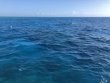 Tuesday March 30th 2021 Santana: ChristmasTree Cave reef report photo 1