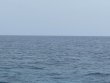 Tuesday April 20th 2021 Santana: Conch Ledge reef report photo 1