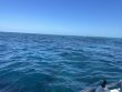 Wednesday May 5th 2021 Santana: Molasses Reef reef report photo 1
