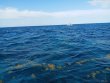 Sunday May 9th 2021 Santana: Eagle Ray Alley reef report photo 1