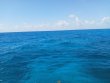 Friday July 16th 2021 Tropical Adventure: Snapper Ledge reef report photo 1