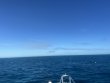 Monday November 22nd 2021 Tropical Adventure: Molasses Reef reef report photo 1