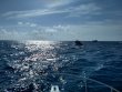 Sunday January 3rd 2021 Tropical Destiny: North Star reef report photo 1