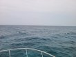 Tuesday April 20th 2021 Tropical Destiny: USCGC Duane reef report photo 1