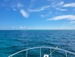 Friday July 2nd 2021 Tropical Destiny: Minnow Cave reef report photo 1