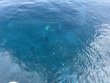 Saturday September 4th 2021 Tropical Destiny: Molasses Reef reef report photo 3